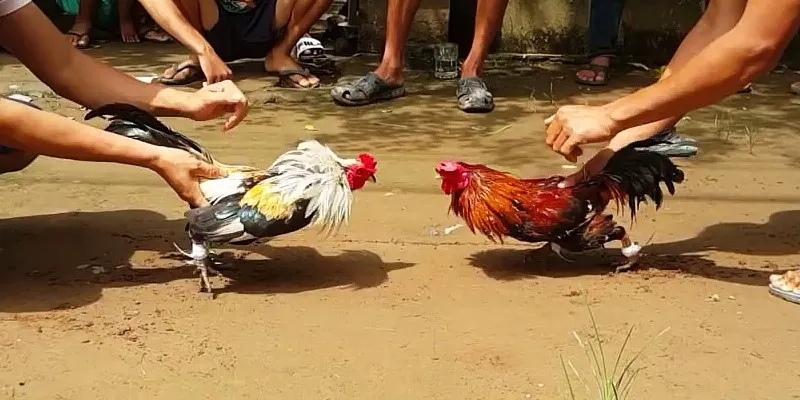 Đá Gà DAGA – Hướng Dẫn Cá Cược Đá Gà Tại Nhà Cái